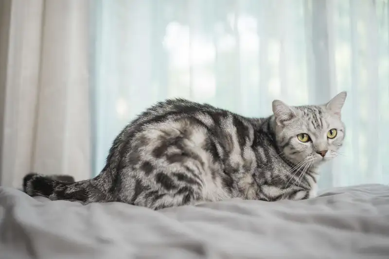 membuang kucing apakah dosa