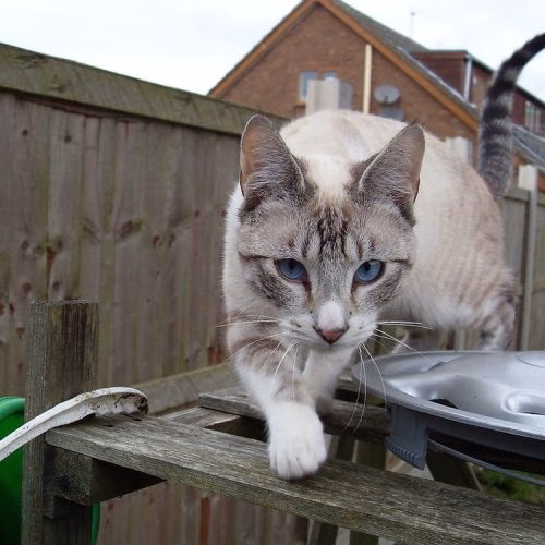 mixdom kucing