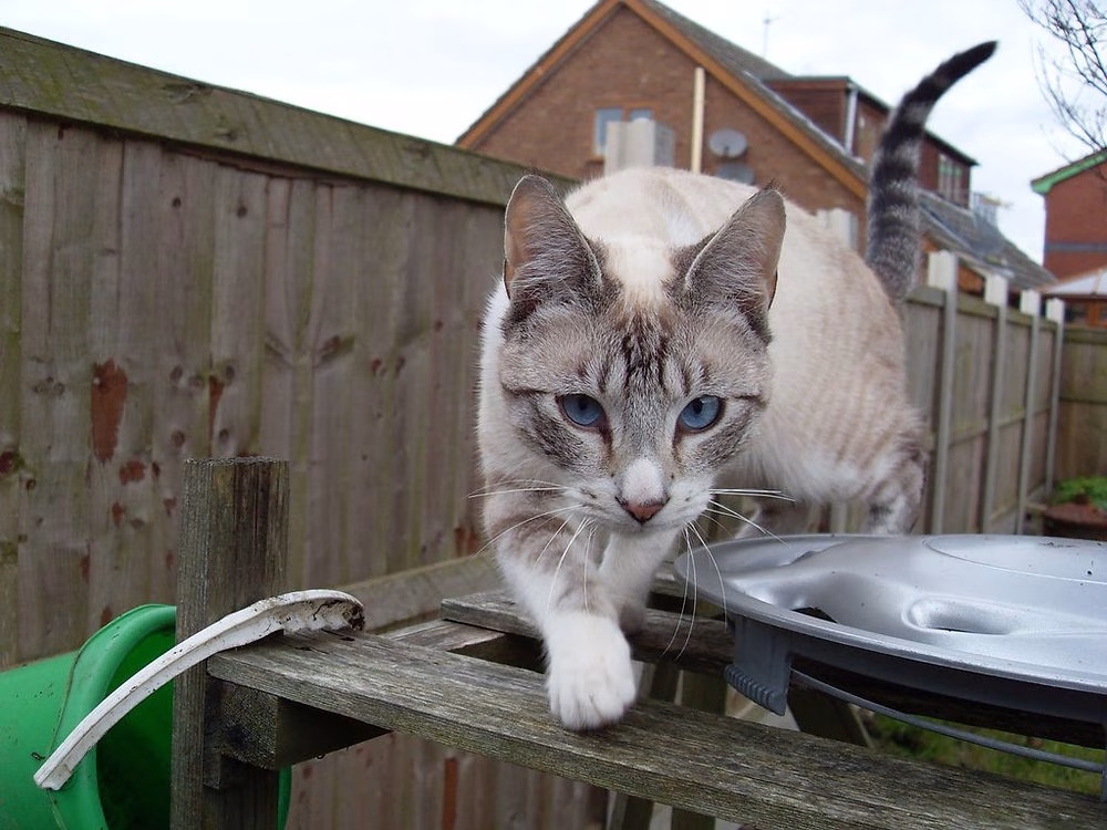 mixdom kucing