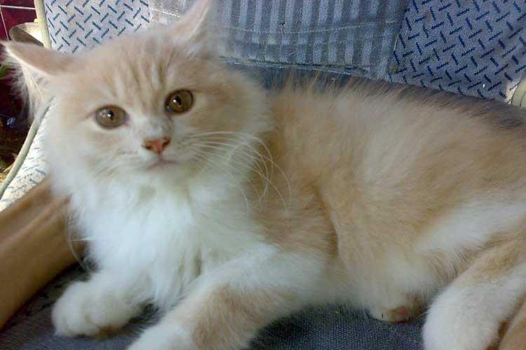 mixdom kucing