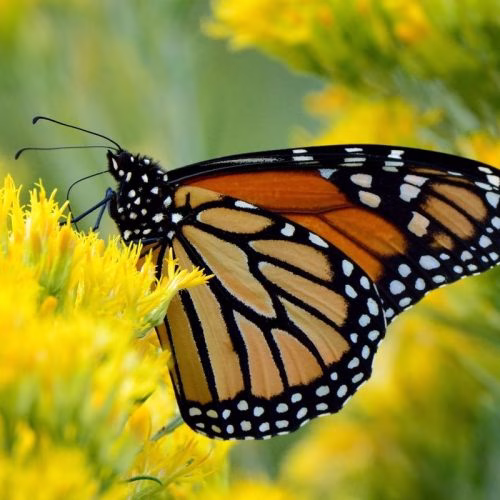 sketsa metamorfosis kupu-kupu