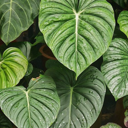 tanaman philodendron