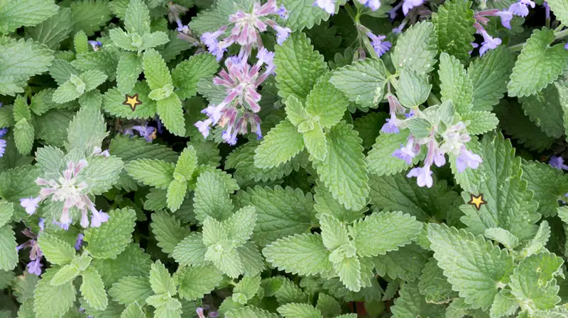 tumbuhan catnip
