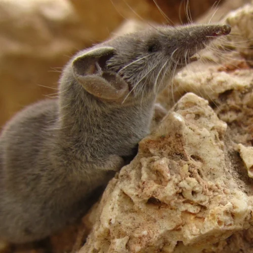 cara mengusir tikus curut