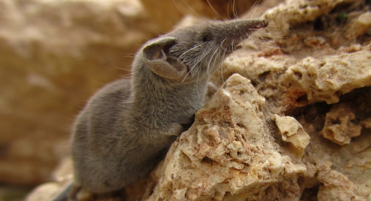 cara mengusir tikus curut