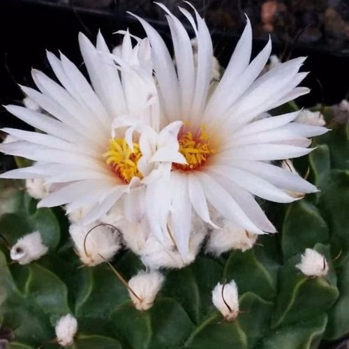 jenis kaktus termahal