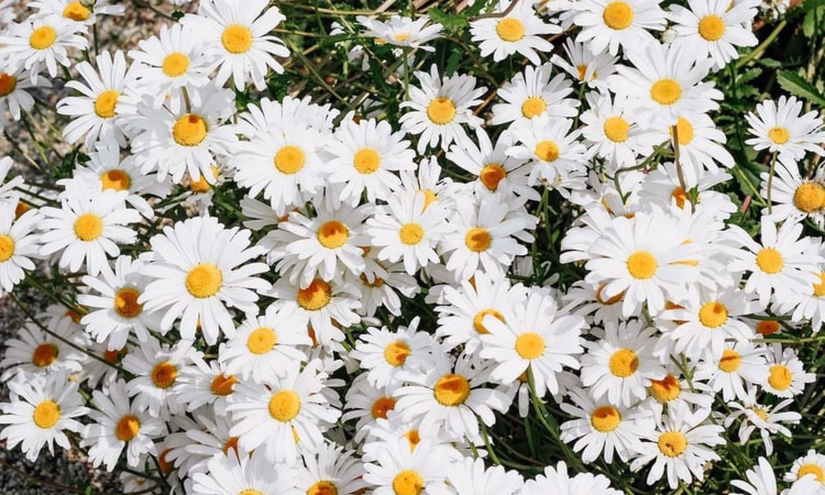 arti bunga daisy