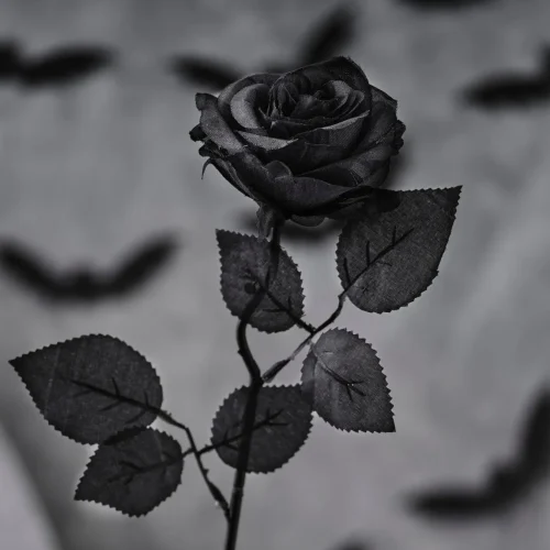 arti bunga mawar hitam