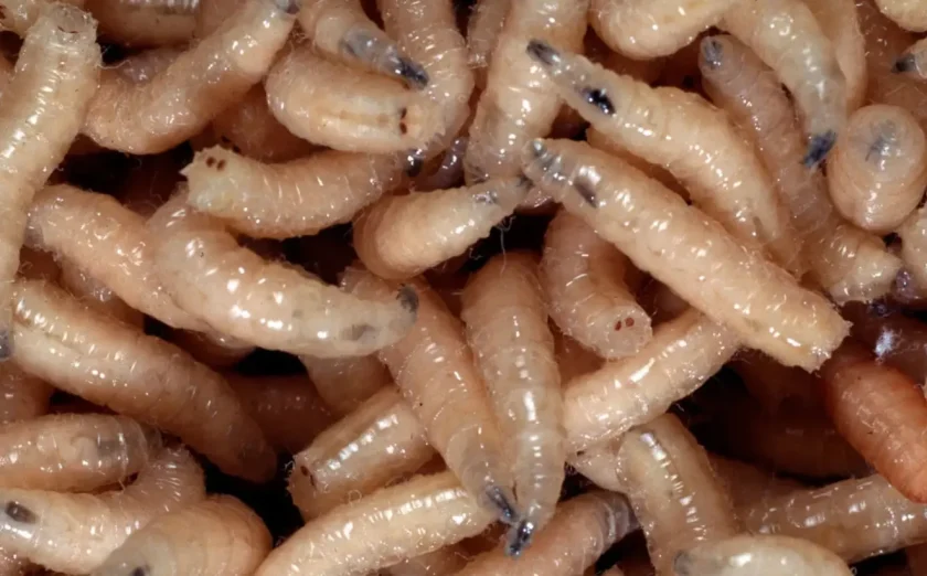 arti mimpi melihat ulat kecil banyak sekali