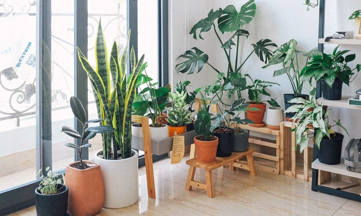 jenis tanaman indoor terbaik