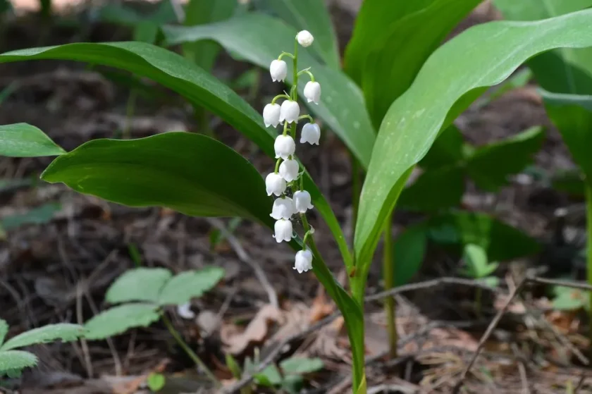 makna bunga lily of the valley