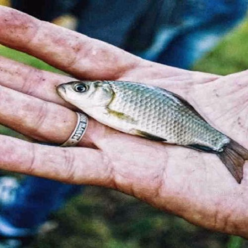 mimpi menangkap ikan banyak
