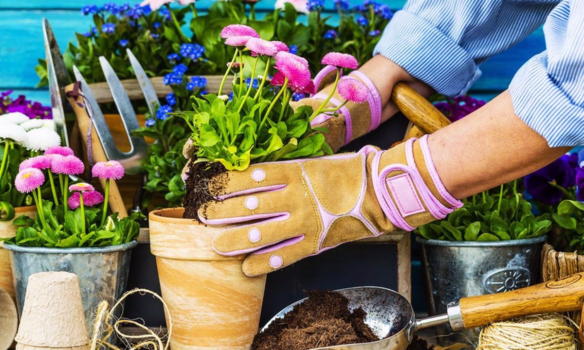 tips merawat tanaman hias