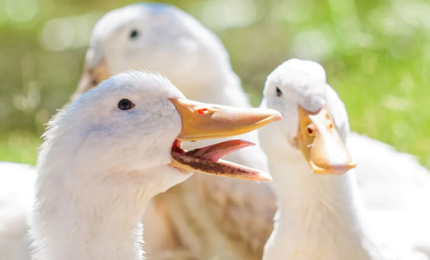 duck